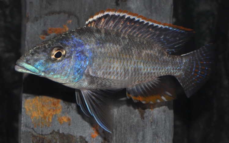 Nimbochromis linni